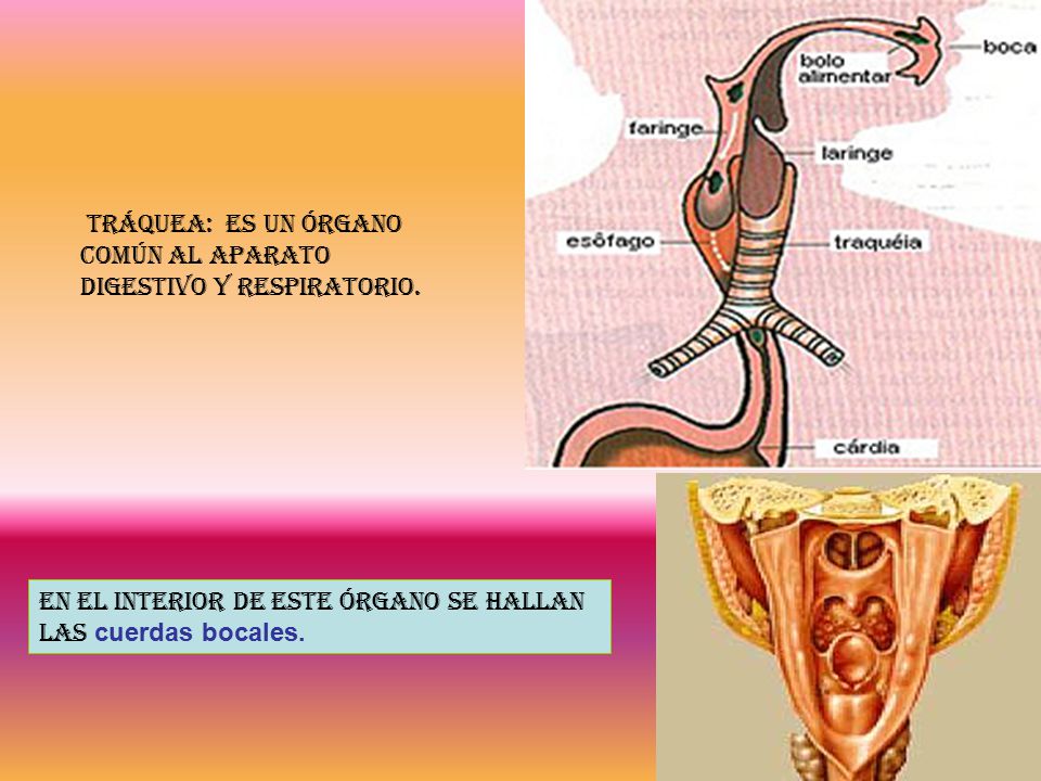 TRÁQUEA: Es un órgano común al aparato digestivo y respiratorio.