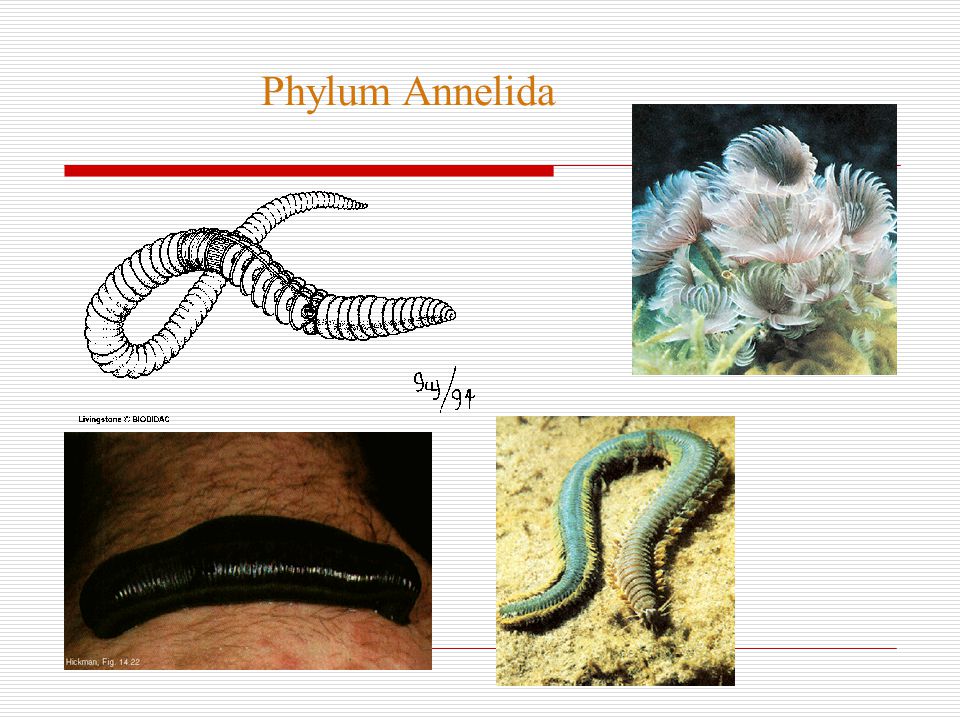 Phylum platyhelminthes nematoda és annelida - eroszakmentes.hu