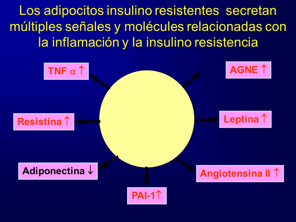 Los adipocitos insulino resistentes secretan múltiples señales y molécules relacionadas con la inflamación y la insulino resistencia