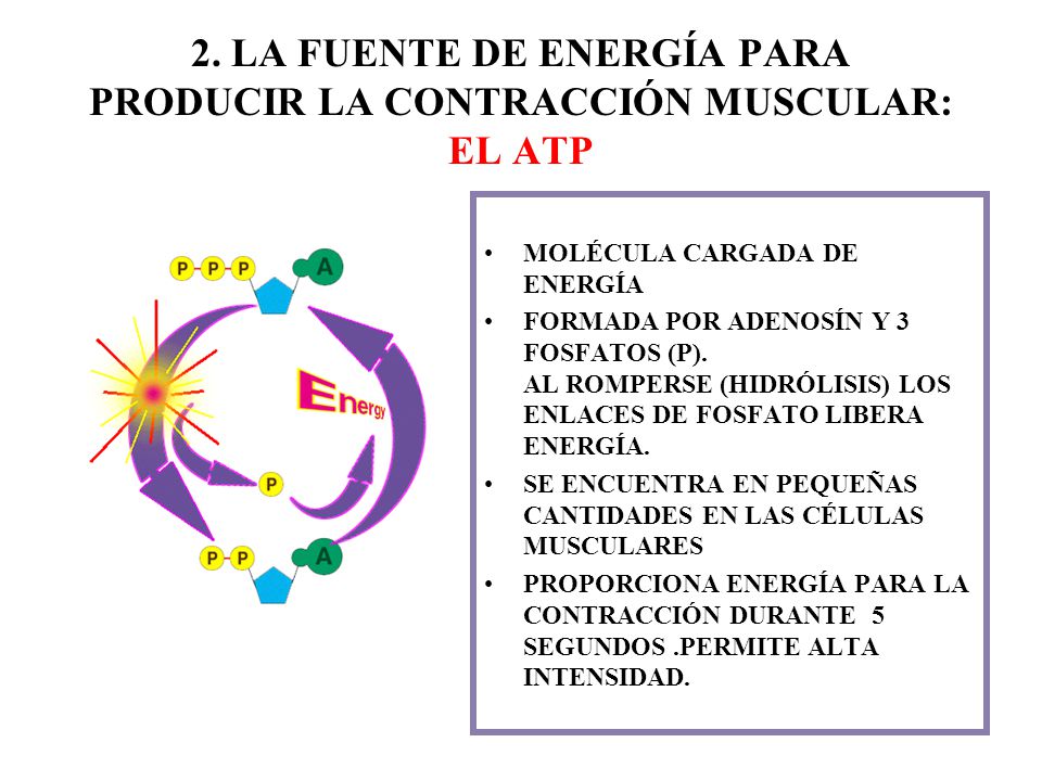 2. LA FUENTE DE ENERGÍA PARA PRODUCIR LA CONTRACCIÓN MUSCULAR: EL ATP