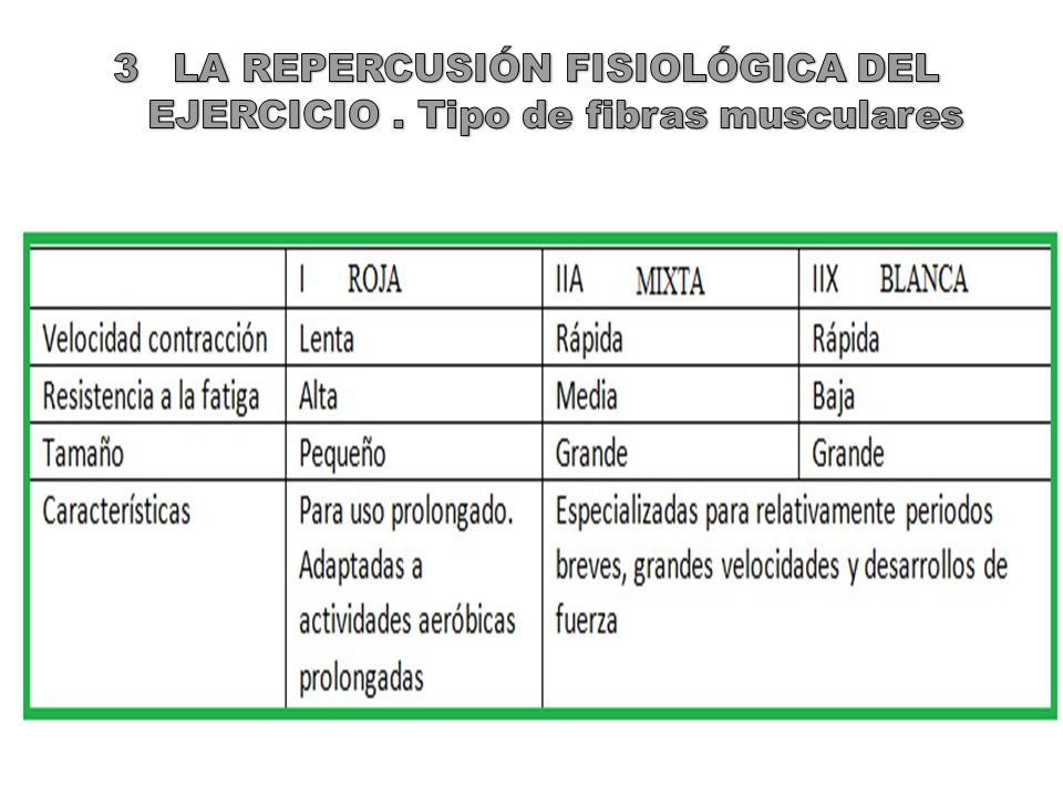 LA REPERCUSIÓN FISIOLÓGICA DEL EJERCICIO . Tipo de fibras musculares