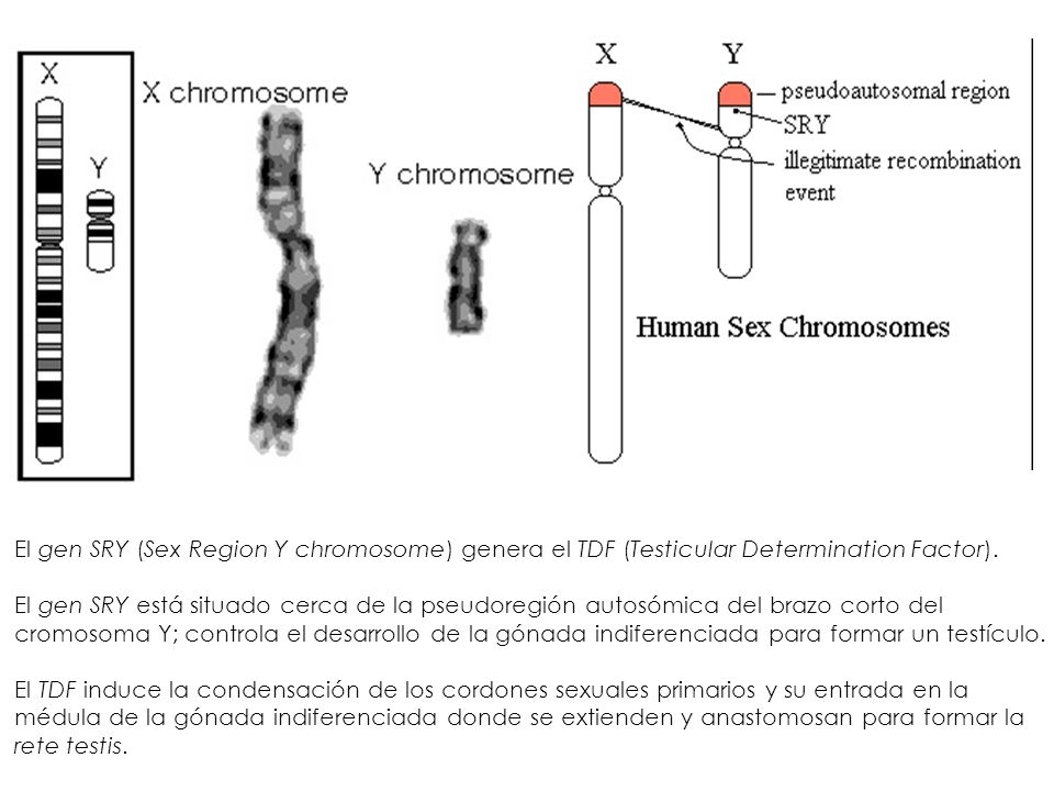 El gen SRY (Sex Region Y chromosome) genera el TDF (Testicular Determination Factor).