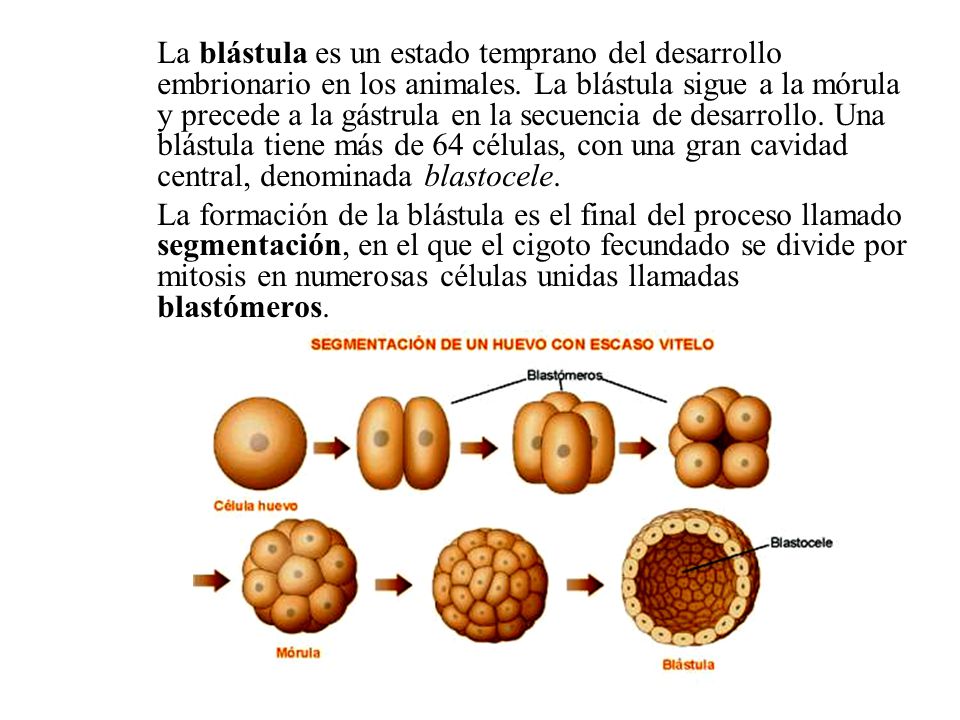 La blástula es un estado temprano del desarrollo embrionario en los animales. La blástula sigue a la mórula y precede a la gástrula en la secuencia de desarrollo. Una blástula tiene más de 64 células, con una gran cavidad central, denominada blastocele.
