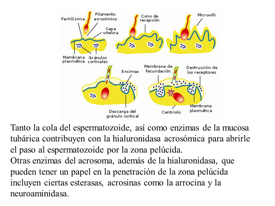Tanto la cola del espermatozoide, así como enzimas de la mucosa tubárica contribuyen con la hialuronidasa acrosómica para abrirle el paso al espermatozoide por la zona pelúcida.