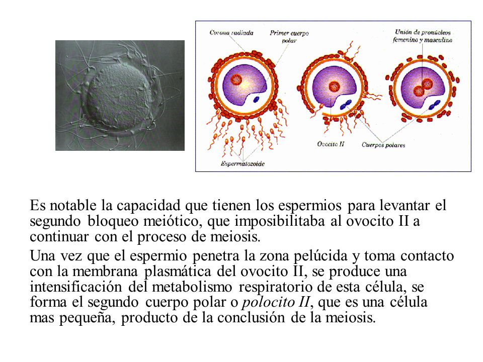 Es notable la capacidad que tienen los espermios para levantar el segundo bloqueo meiótico, que imposibilitaba al ovocito II a continuar con el proceso de meiosis.