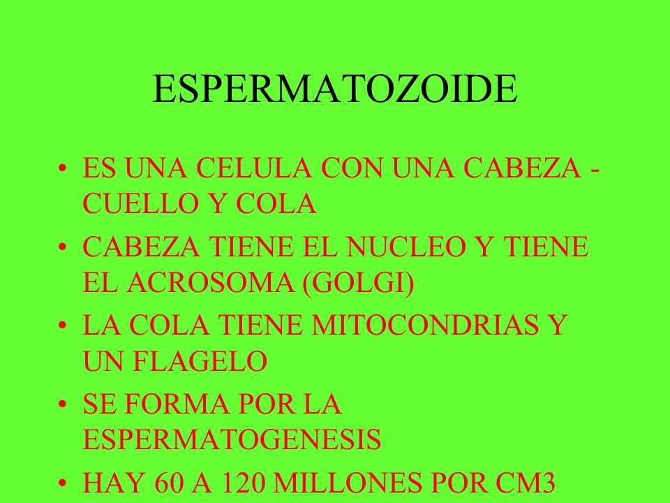 ESPERMATOZOIDE ES UNA CELULA CON UNA CABEZA - CUELLO Y COLA
