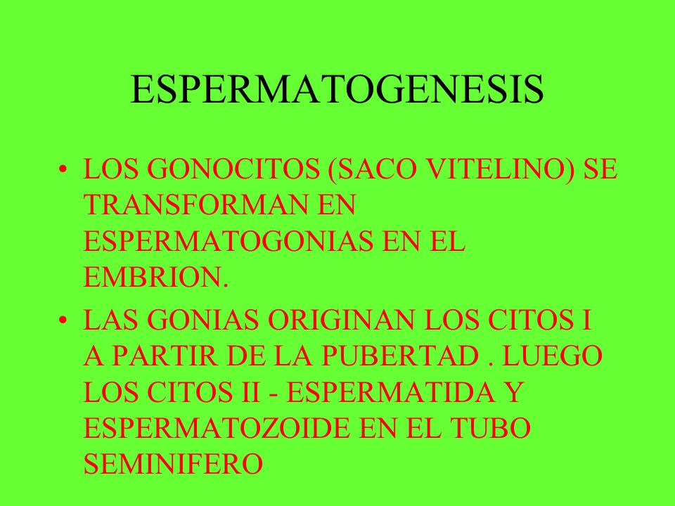 ESPERMATOGENESIS LOS GONOCITOS (SACO VITELINO) SE TRANSFORMAN EN ESPERMATOGONIAS EN EL EMBRION.