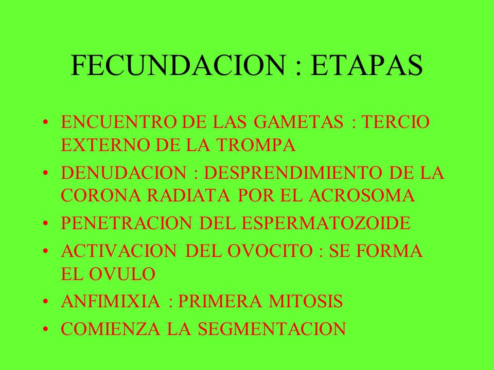 FECUNDACION : ETAPAS ENCUENTRO DE LAS GAMETAS : TERCIO EXTERNO DE LA TROMPA. DENUDACION : DESPRENDIMIENTO DE LA CORONA RADIATA POR EL ACROSOMA.