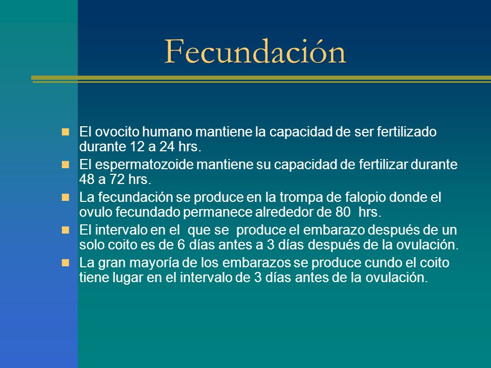 Fecundación El ovocito humano mantiene la capacidad de ser fertilizado durante 12 a 24 hrs.