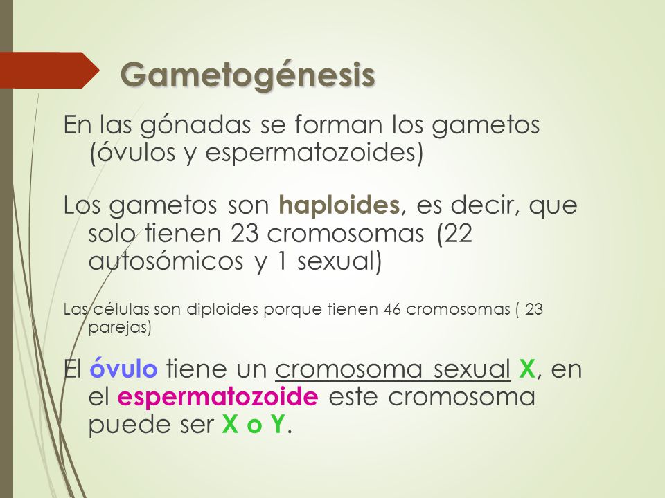 Gametogénesis En las gónadas se forman los gametos (óvulos y espermatozoides)
