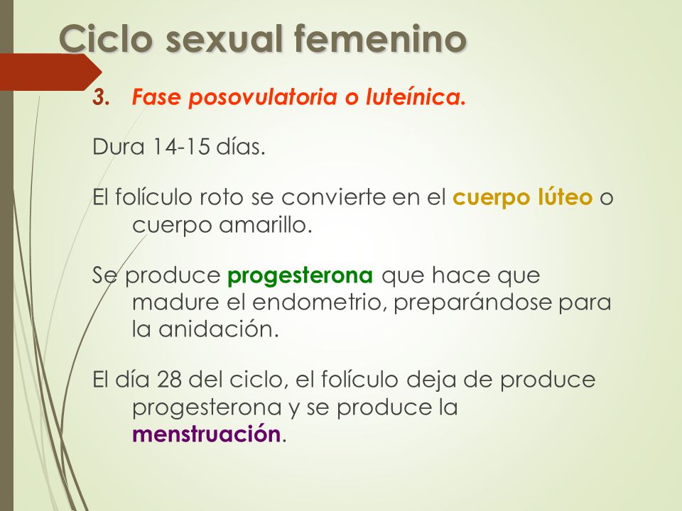 Ciclo sexual femenino Fase posovulatoria o luteínica. Dura días.