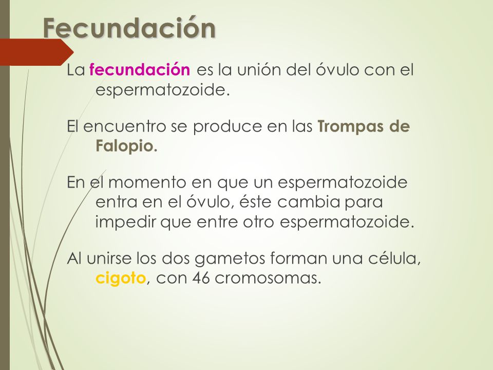 Fecundación La fecundación es la unión del óvulo con el espermatozoide. El encuentro se produce en las Trompas de Falopio.