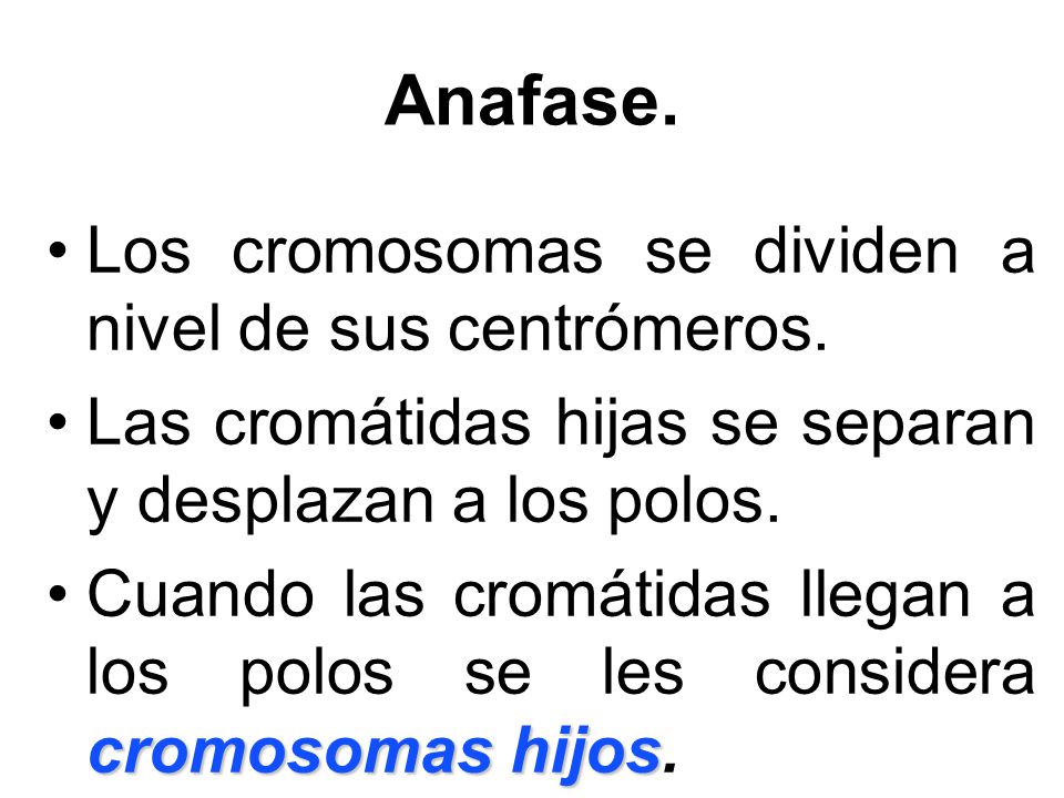 Anafase. Los cromosomas se dividen a nivel de sus centrómeros.