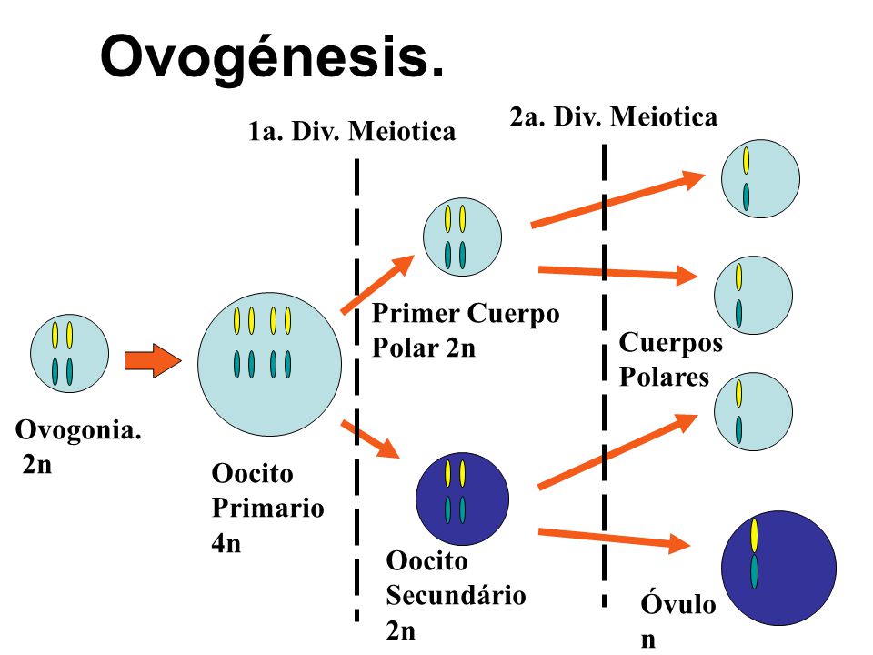 Ovogénesis. 2a. Div. Meiotica 1a. Div. Meiotica Primer Cuerpo Polar 2n