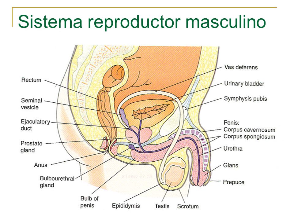 Anatomía y fisiología del Sistema Reproductor Masculino y 