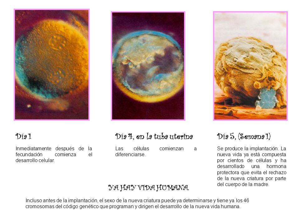 Día 1 Día 4, en la tuba uterina Día 5, (Semana 1)