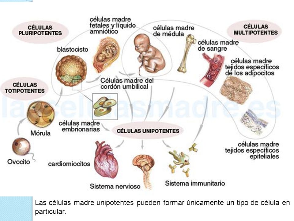 Las células madre unipotentes pueden formar únicamente un tipo de célula en particular.