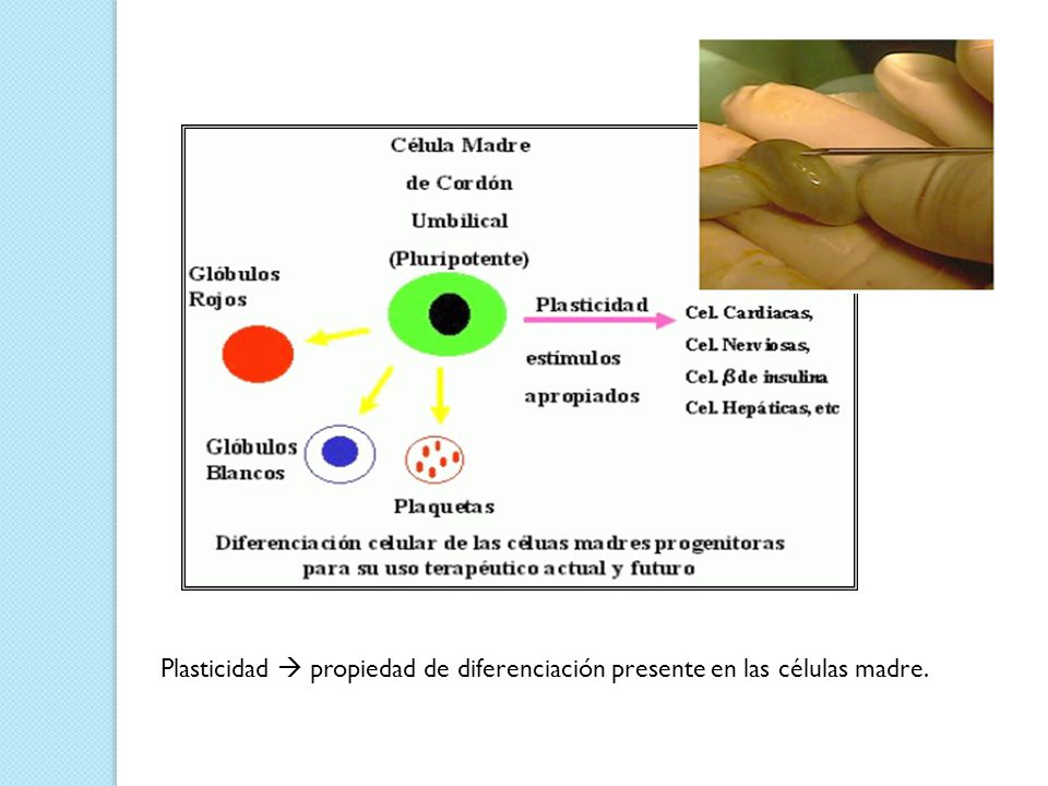 Plasticidad  propiedad de diferenciación presente en las células madre.