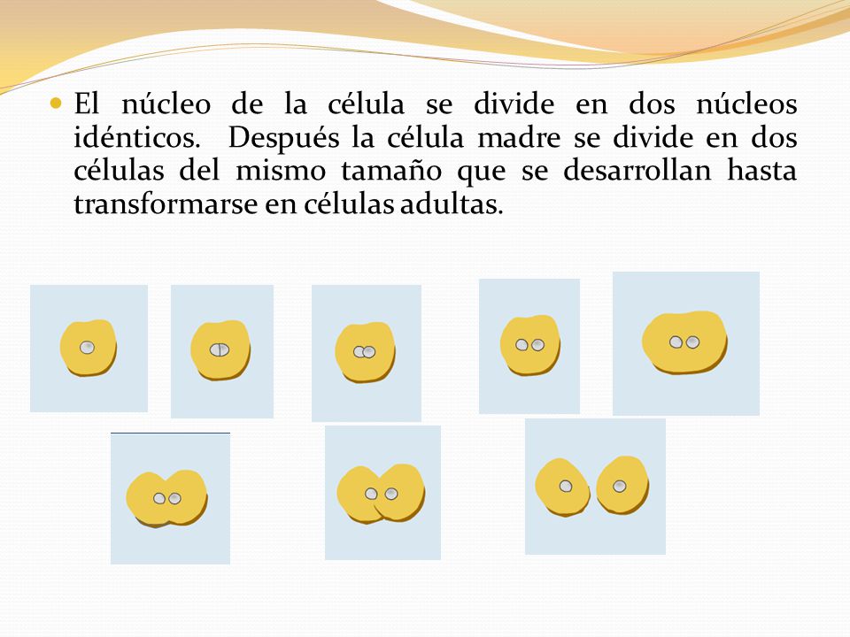 El núcleo de la célula se divide en dos núcleos idénticos
