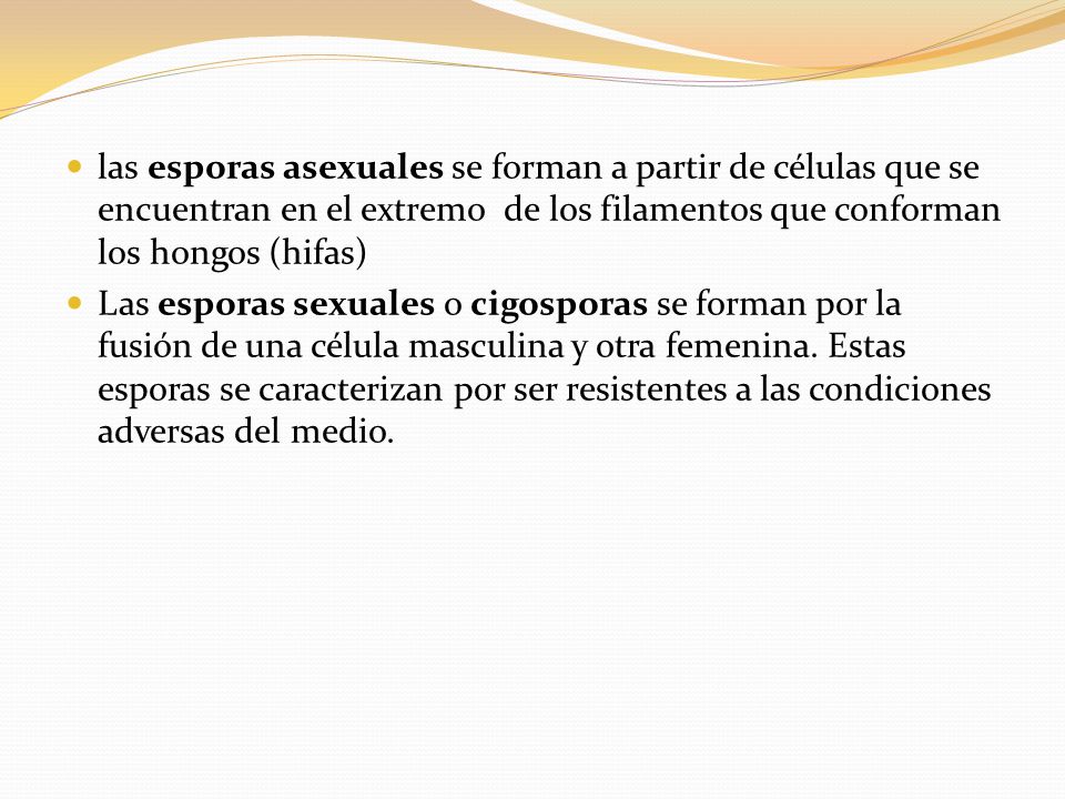 las esporas asexuales se forman a partir de células que se encuentran en el extremo de los filamentos que conforman los hongos (hifas)