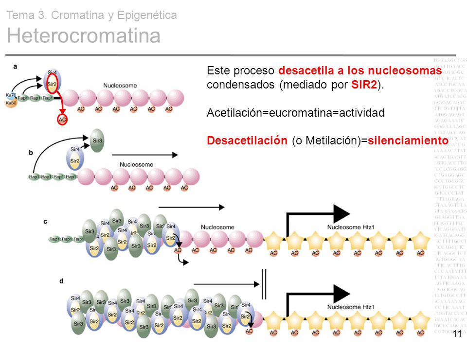 Tema 3. Cromatina y Epigenética Heterocromatina