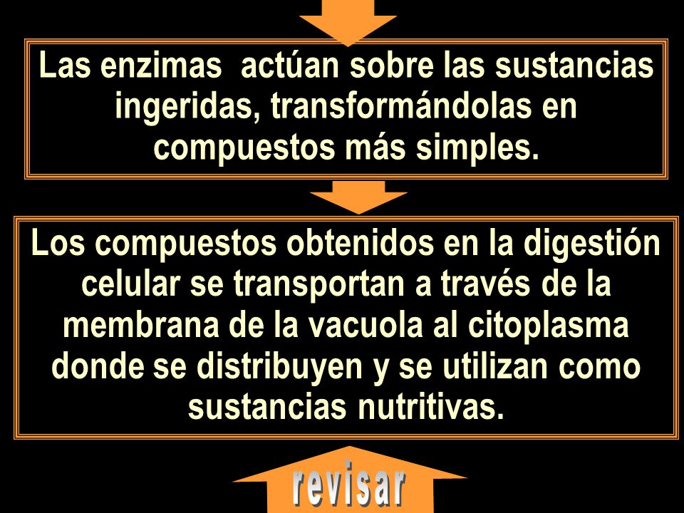 Las enzimas actúan sobre las sustancias ingeridas, transformándolas en compuestos más simples.