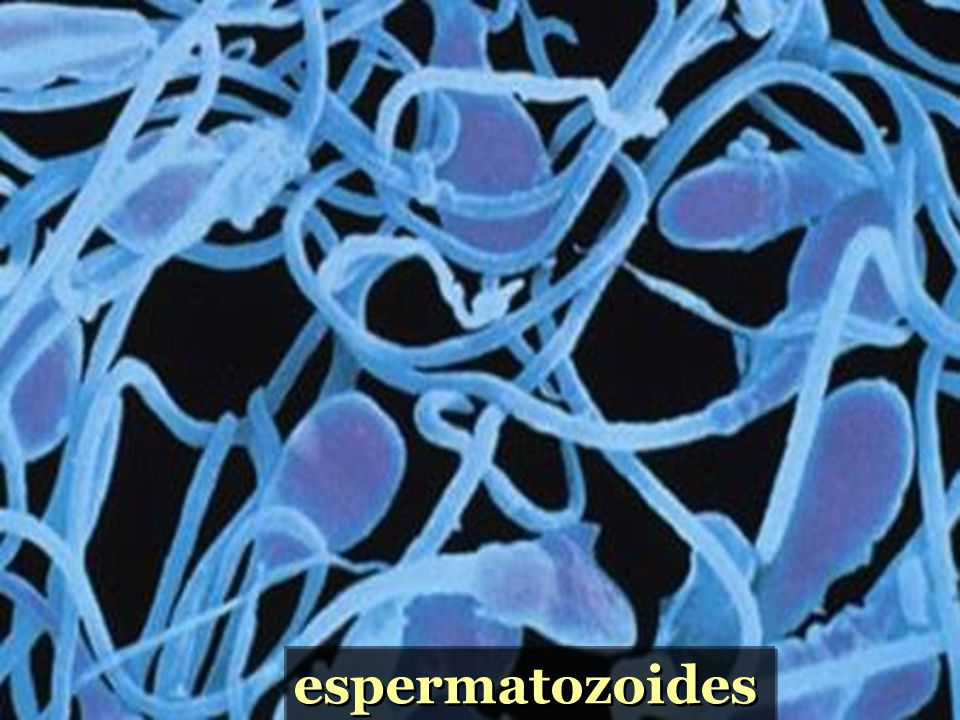 En la parte anterior del espermatozoide existe una estructura, que se desarrolIa en el aparato de Golgi y cubre el extremo anterior del núcleo, puede considerarse un lisosoma especial. Contiene enzimas relacionadas con la penetración del espermatozoide en el óvulo durante la fecundación.