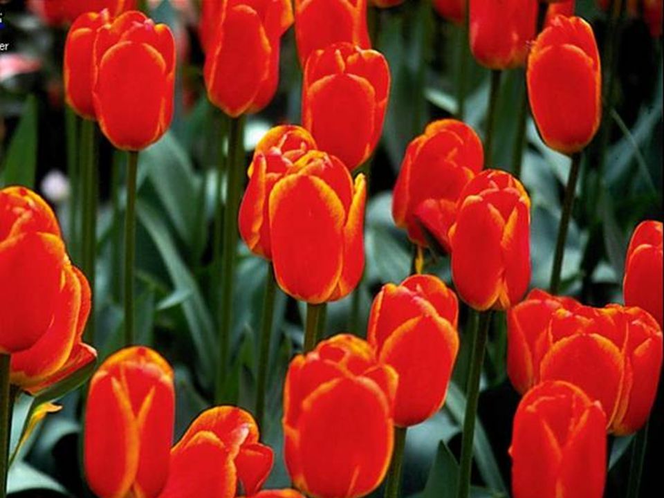 Las flores deben su color a dos tipos de pigmentos: pigmentos liposolubles contenidos en los cromoplastos y pigmentos hidrosolubles contenidos en las vacuolas de las células epidérmicas de los pétalos.