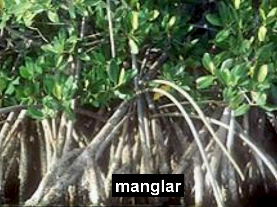 Por otra parte, en las zonas donde se desarrolla el manglar, la concentración de sales es del 35%, que se corresponde con una presión osmótica de 25 atmósferas. Para evitar el exceso de sales, en las raíces tiene lugar un proceso, conocido como filtración selectiva de agua, mediante el cual apenas se permite el paso de sales hacia el interior de la planta. Las sales se acumulan en vacuolas presentes en las células de hojas que posteriormente se desprenden de la planta o bien se eliminan a través de glándulas.