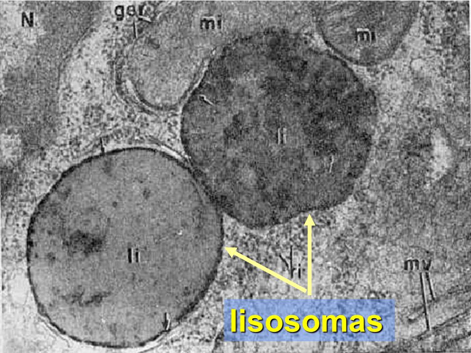Lisosomas: son vesículas que se originan a partir del complejo de Golgi. Están constituidas por una única membrana. En el interior de los lisosomas existen enzimas digestivas que degradan moléculas complejas.