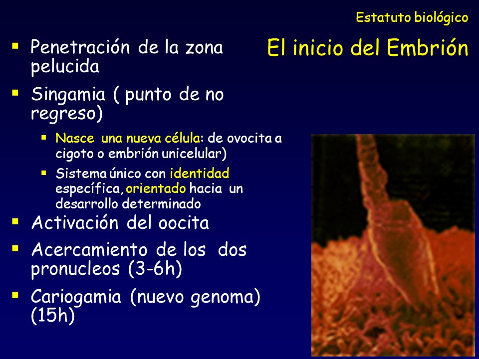 Penetración de la zona pelucida Singamia ( punto de no regreso)