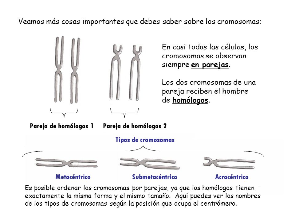 Veamos más cosas importantes que debes saber sobre los cromosomas: