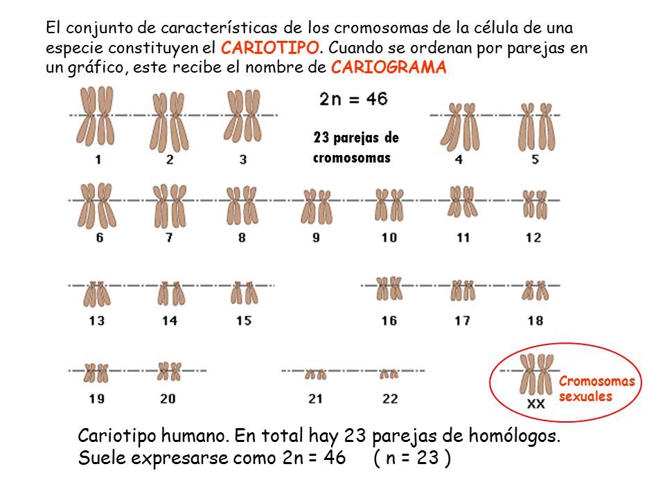 El conjunto de características de los cromosomas de la célula de una especie constituyen el CARIOTIPO. Cuando se ordenan por parejas en un gráfico, este recibe el nombre de CARIOGRAMA