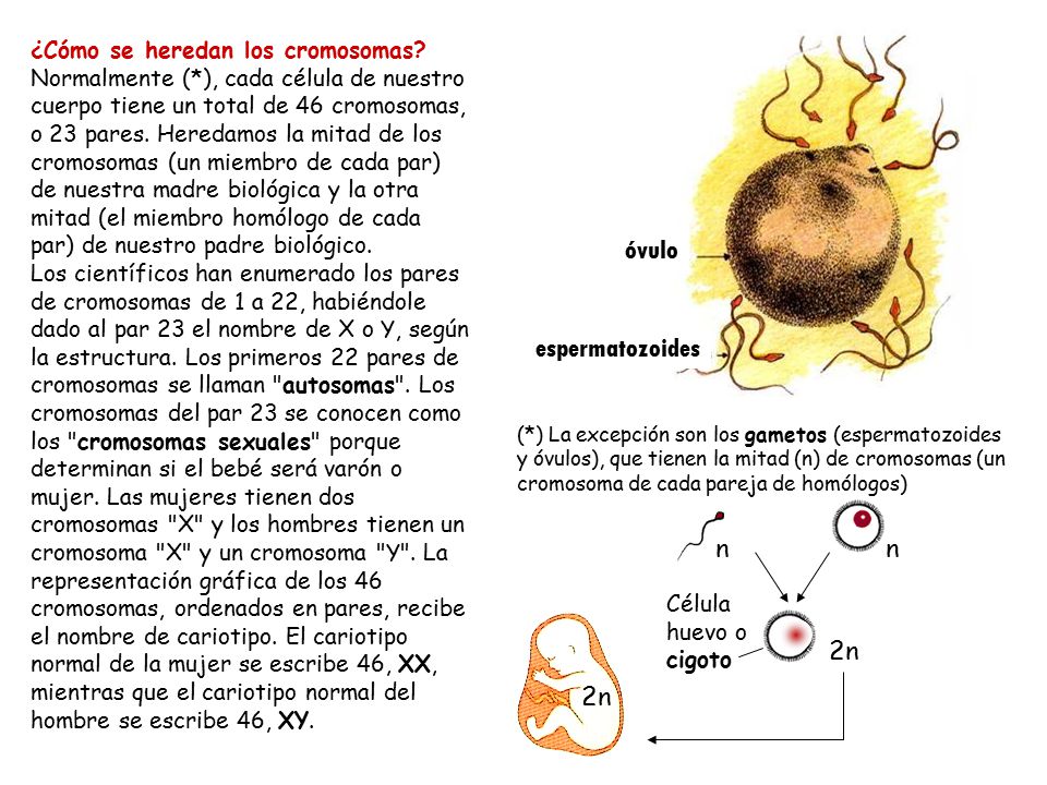óvulo espermatozoides n n 2n 2n ¿Cómo se heredan los cromosomas