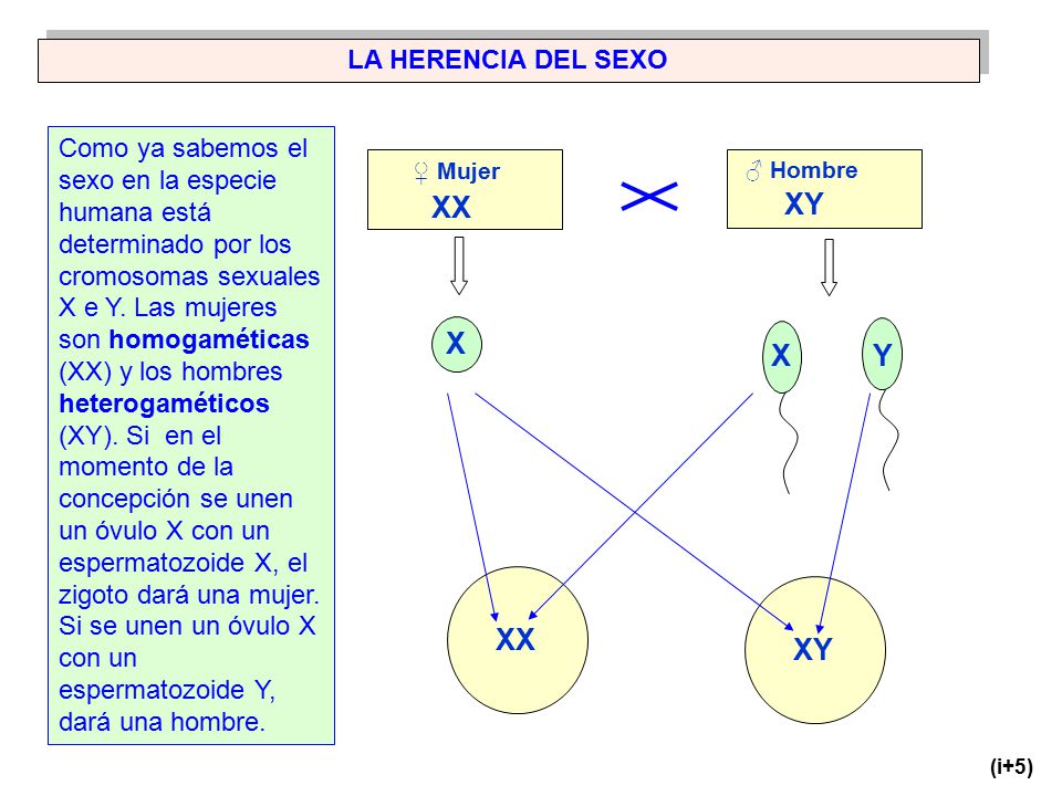 XX XY X X Y XX XY LA HERENCIA DEL SEXO
