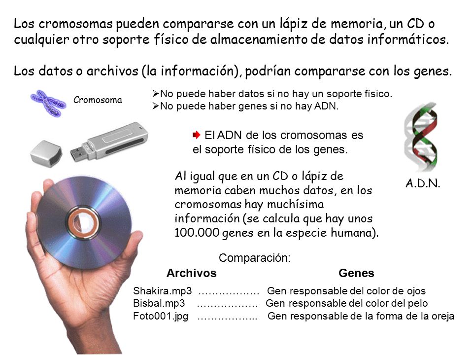 Los cromosomas pueden compararse con un lápiz de memoria, un CD o cualquier otro soporte físico de almacenamiento de datos informáticos.