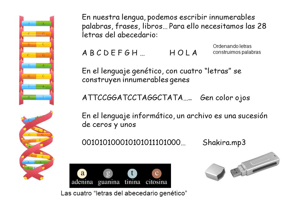 ATTCCGGATCCTAGGCTATA….. Gen color ojos