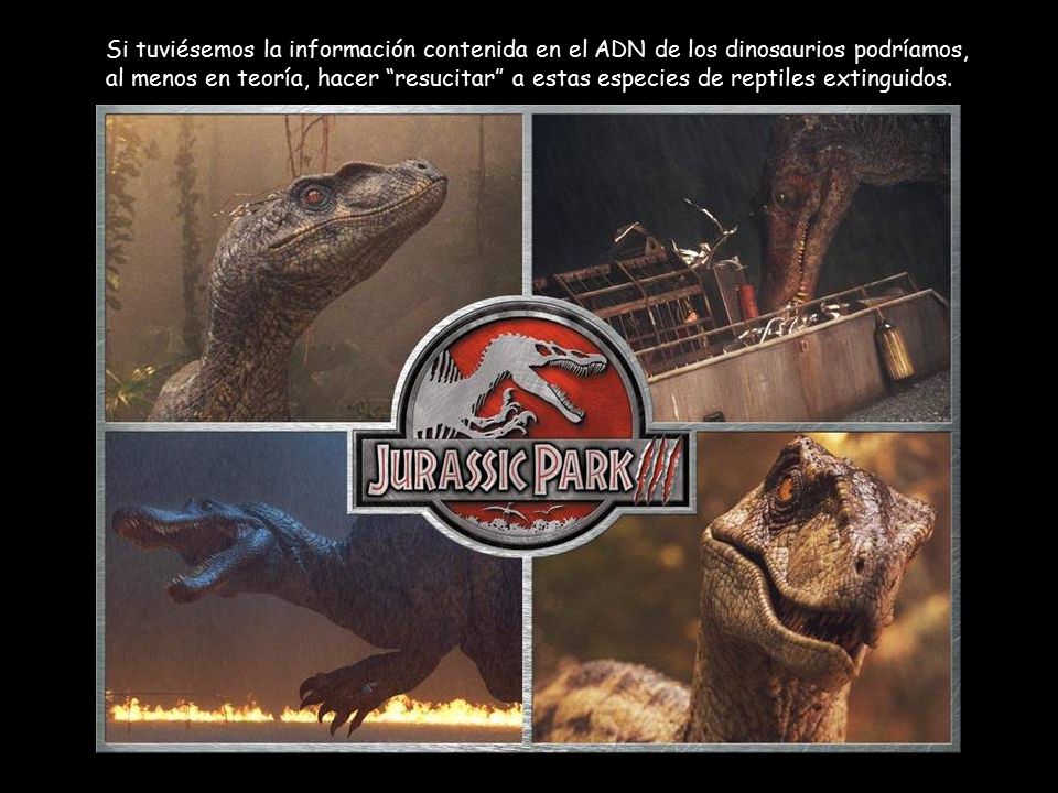 Si tuviésemos la información contenida en el ADN de los dinosaurios podríamos, al menos en teoría, hacer resucitar a estas especies de reptiles extinguidos.