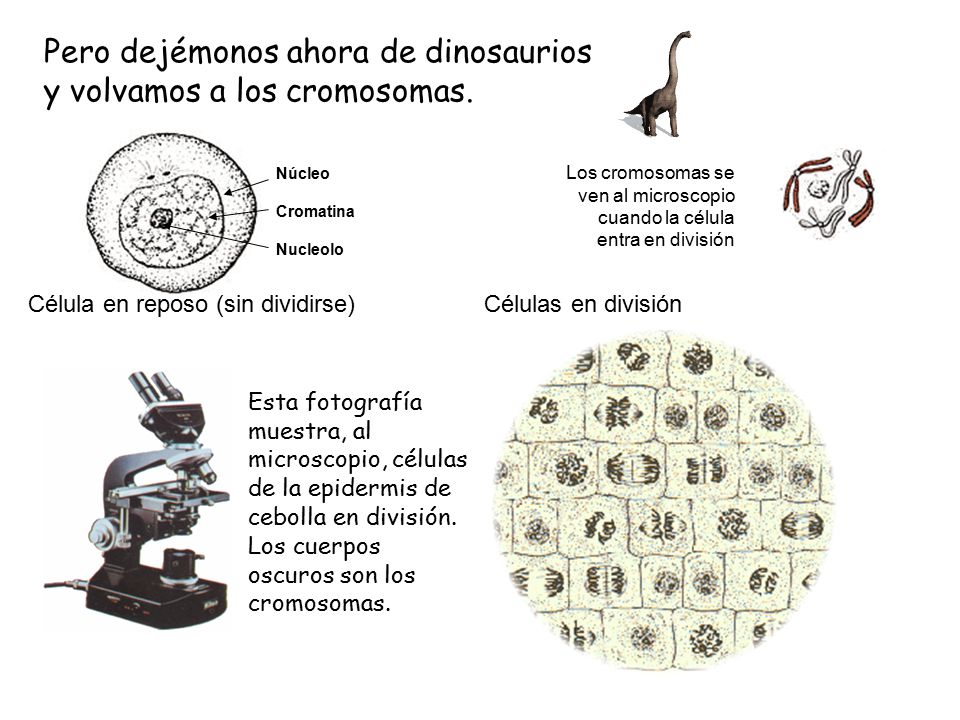 Pero dejémonos ahora de dinosaurios y volvamos a los cromosomas.