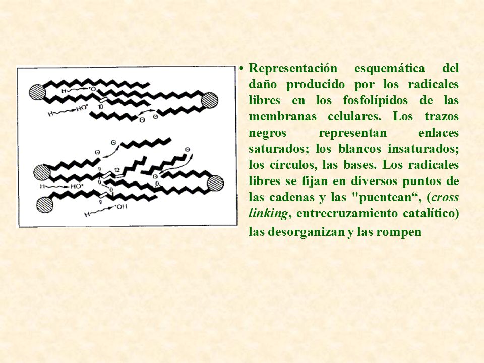 Representación esquemática del daño producido por los radicales libres en los fosfolípidos de las membranas celulares.