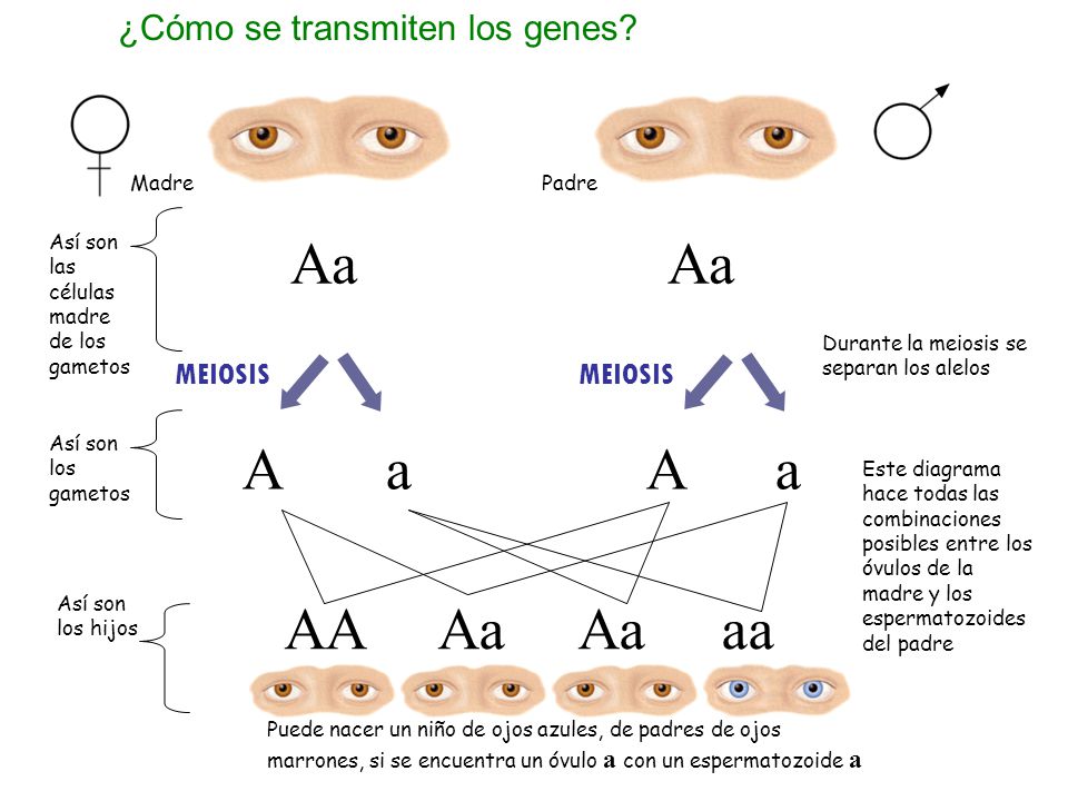 Aa Aa A a A a AA Aa Aa aa ¿Cómo se transmiten los genes MEIOSIS