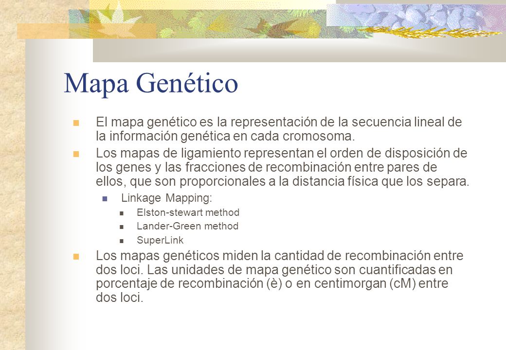 Mapa Genético El mapa genético es la representación de la secuencia lineal de la información genética en cada cromosoma.
