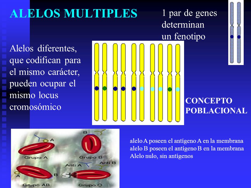 ALELOS MULTIPLES 1 par de genes determinan un fenotipo
