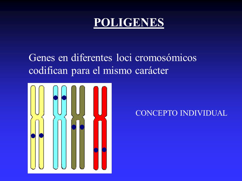 POLIGENES Genes en diferentes loci cromosómicos codifican para el mismo carácter.