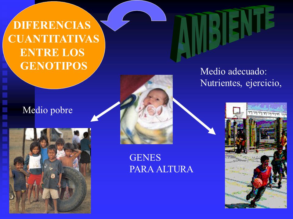 AMBIENTE DIFERENCIAS CUANTITATIVAS ENTRE LOS GENOTIPOS Medio adecuado: