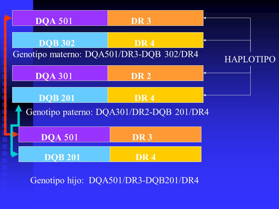 DQA 501 DR 3. DQB 302. DR 4. Genotipo materno: DQA501/DR3-DQB 302/DR4. HAPLOTIPO. DQA 301. DR 2.