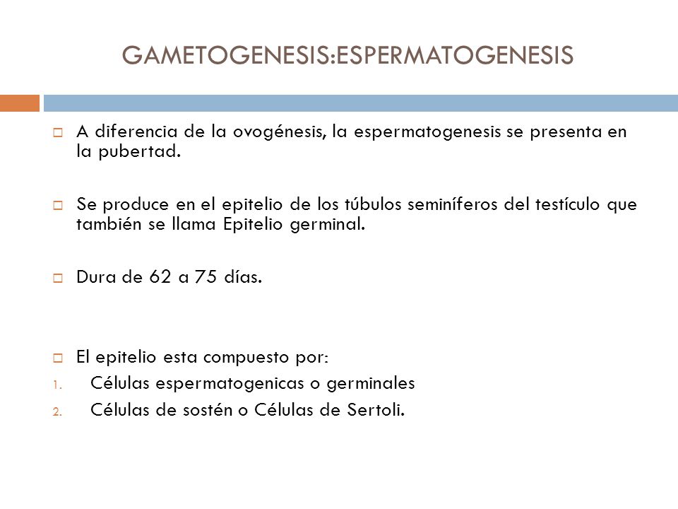 GAMETOGENESIS:ESPERMATOGENESIS