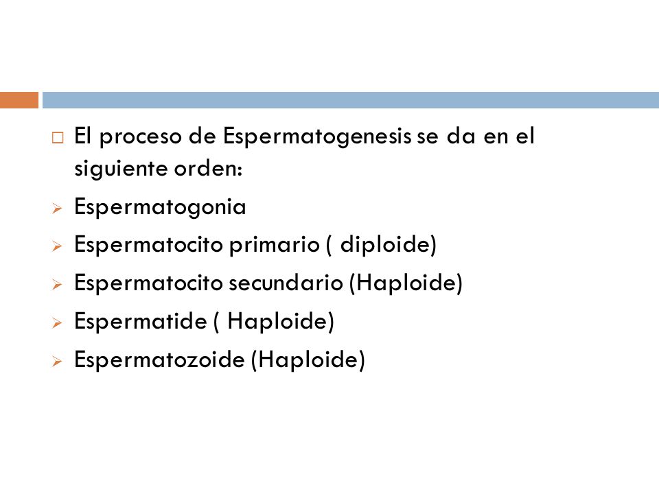 El proceso de Espermatogenesis se da en el siguiente orden: