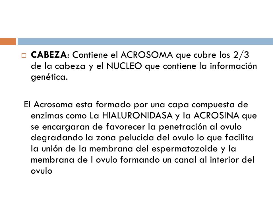 CABEZA: Contiene el ACROSOMA que cubre los 2/3 de la cabeza y el NUCLEO que contiene la información genética.