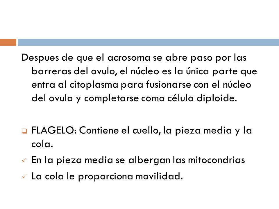 Despues de que el acrosoma se abre paso por las barreras del ovulo, el núcleo es la única parte que entra al citoplasma para fusionarse con el núcleo del ovulo y completarse como célula diploide.